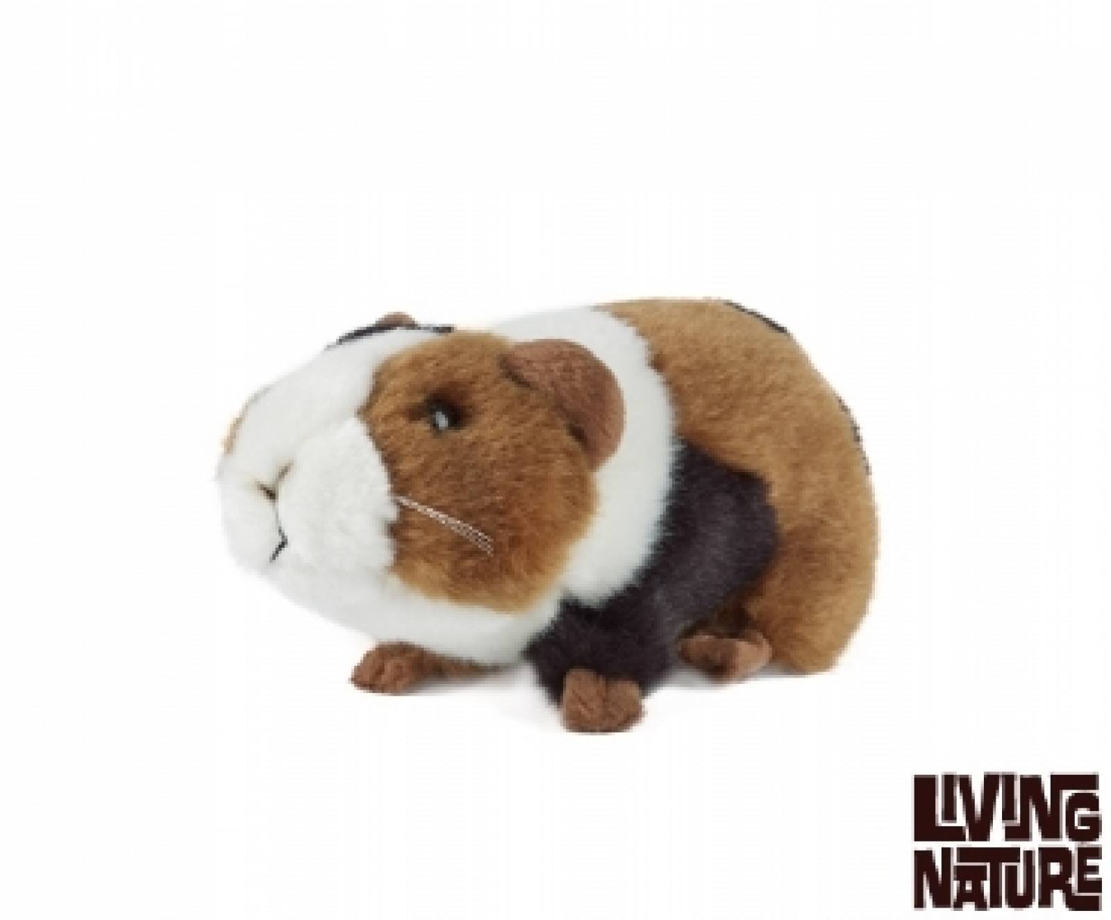 guinea pig teddy
