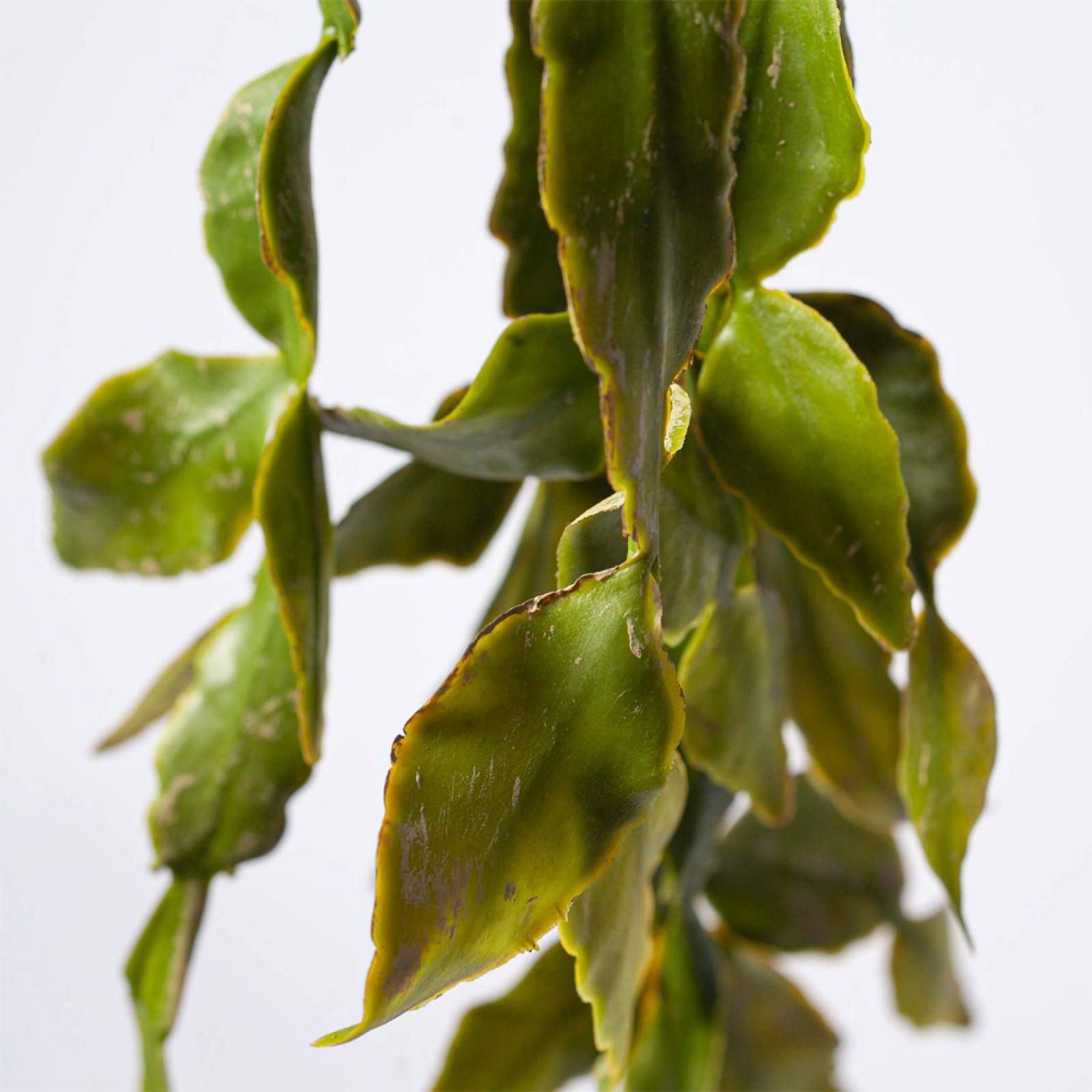 Faux Cactus Hanging Trailing Plant thumbnails