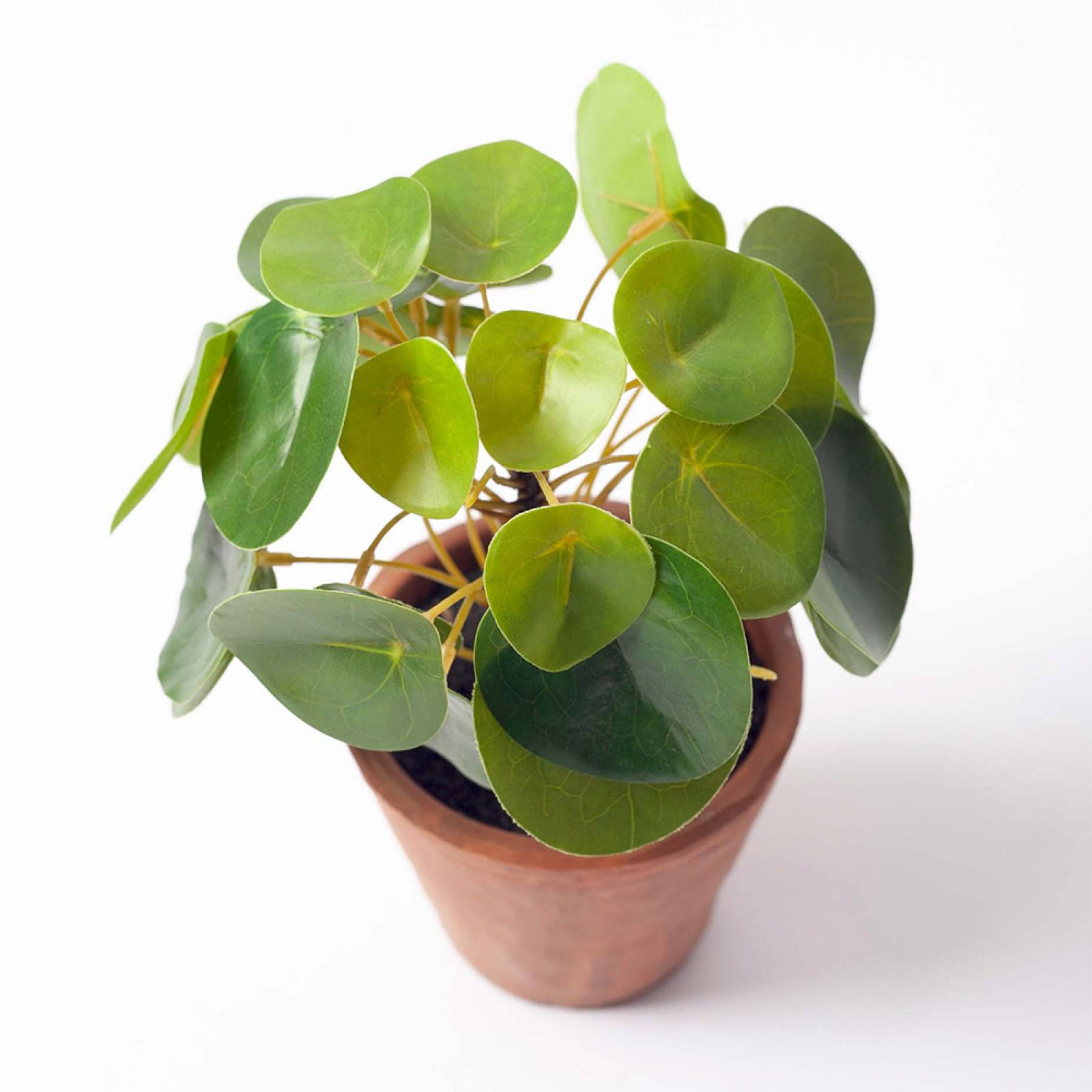 Faux Money Plant In Terracotta Pot H:23cm thumbnails