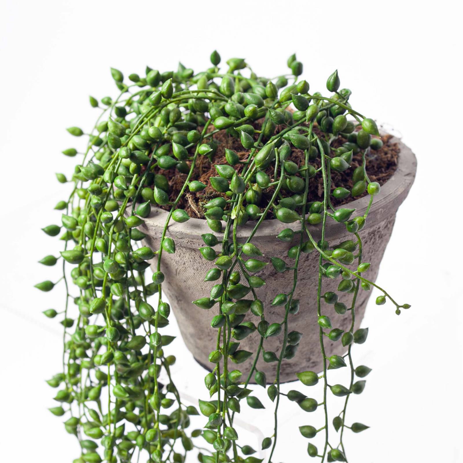 Faux String of Pearl Artificial Plant in Cement Pot thumbnails