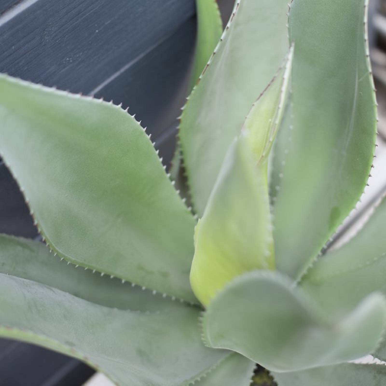 Faux Aloe Vera Succulent Plant In Grey Clay Pot thumbnails