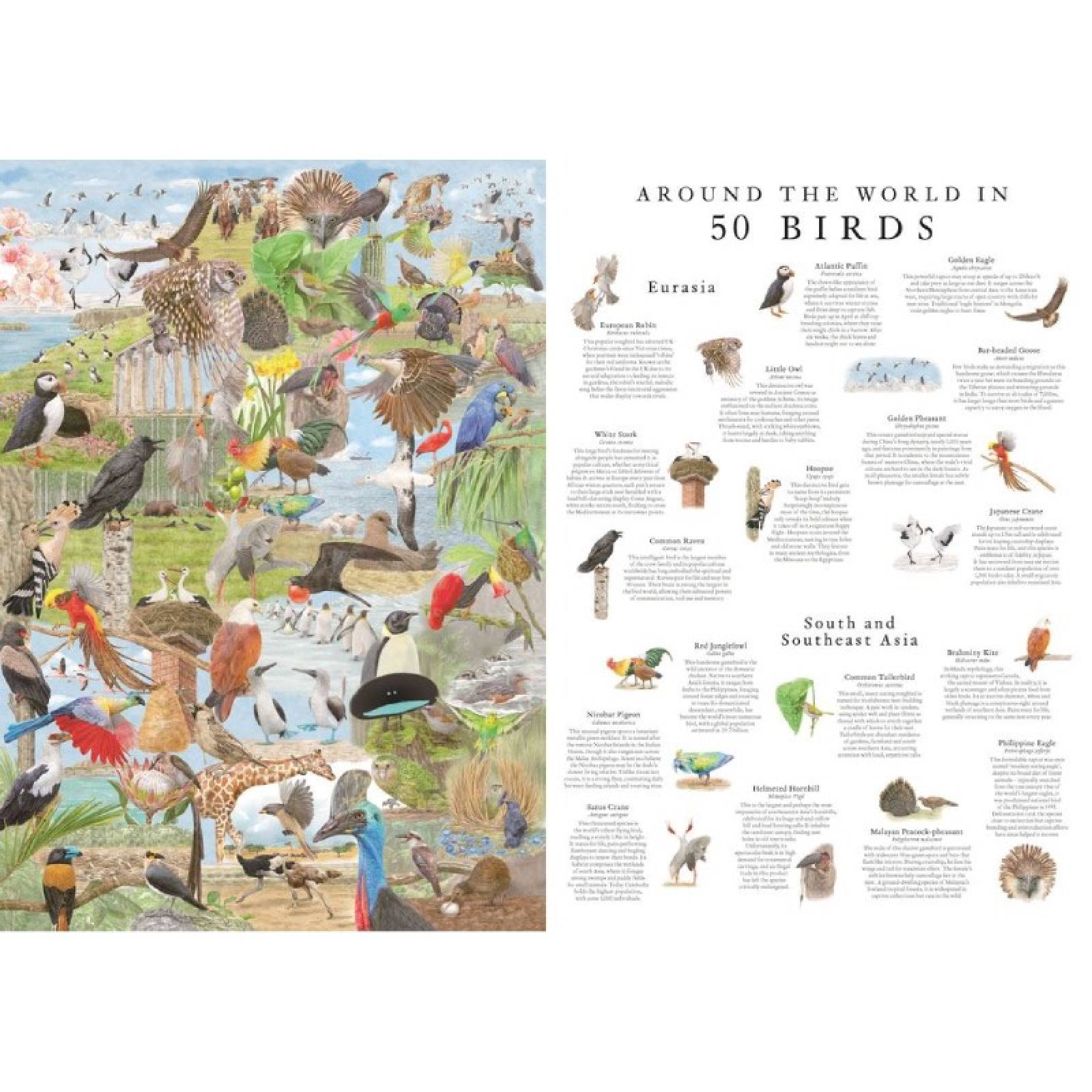 Around The World In 50 Birds - 1000 Piece Jigsaw Puzzle thumbnails