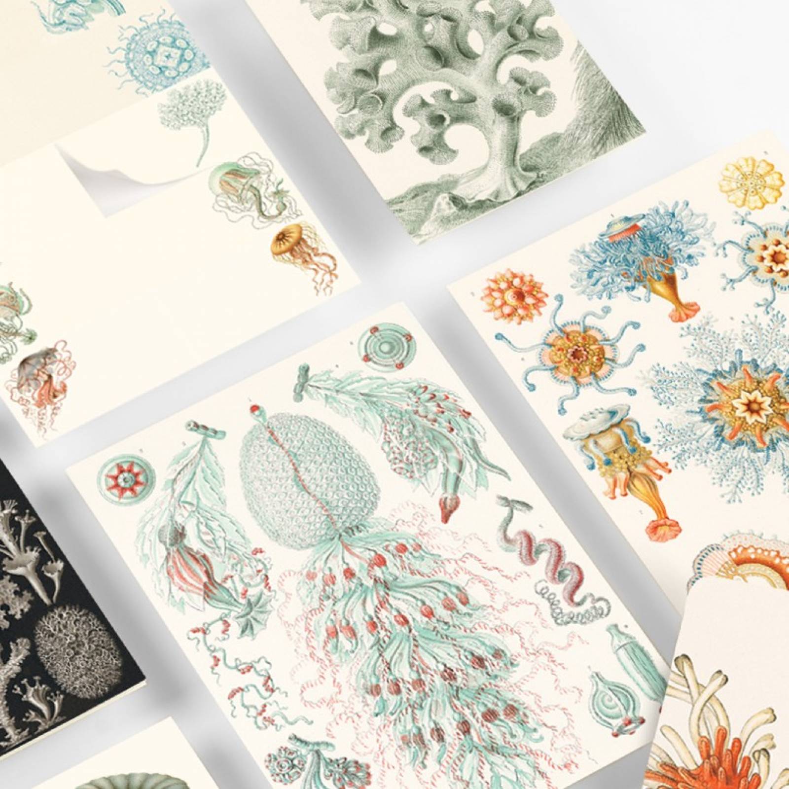 Art Forms In Nature - Correspondence Set thumbnails