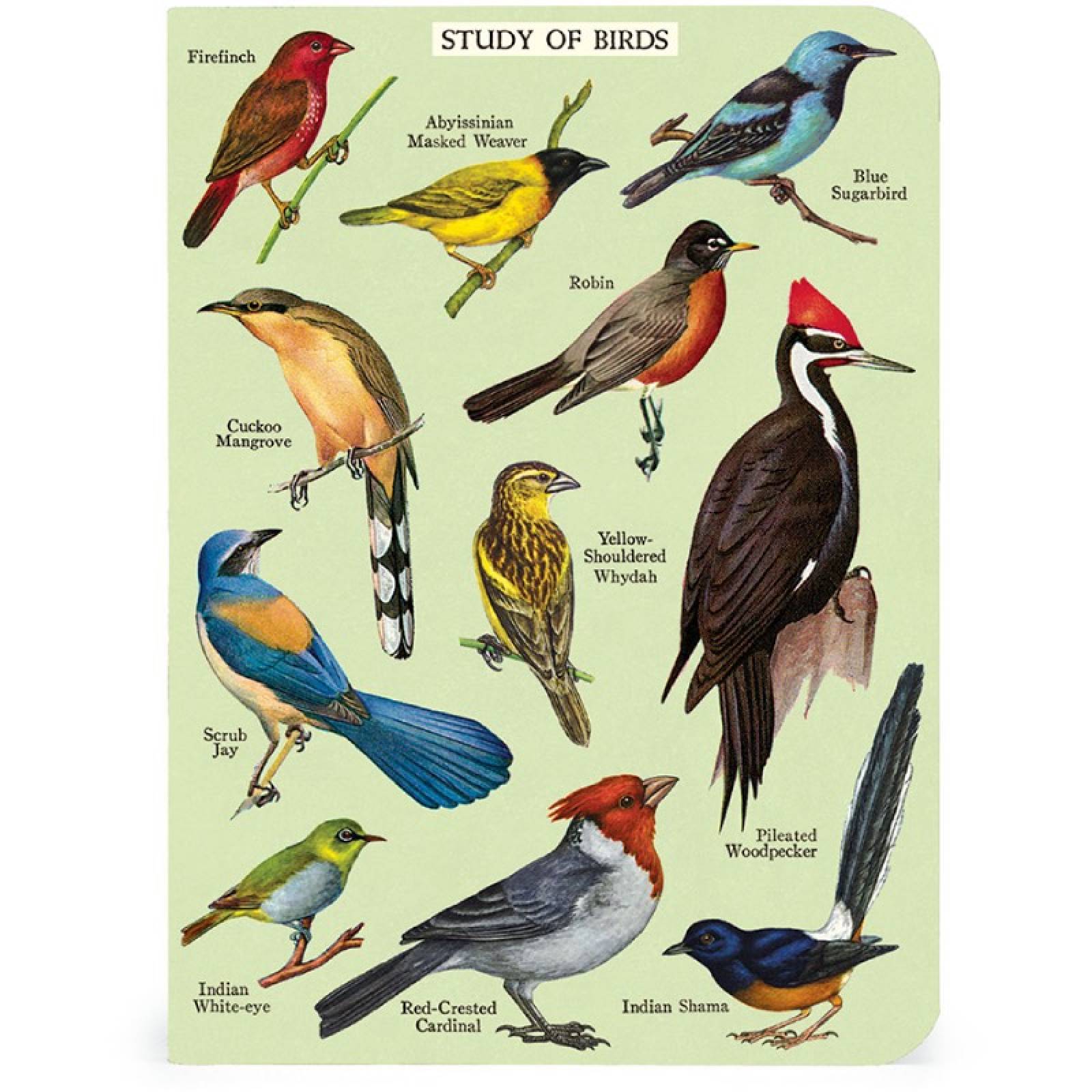 Bird Watching - Set Of 3 Mini Notebooks thumbnails