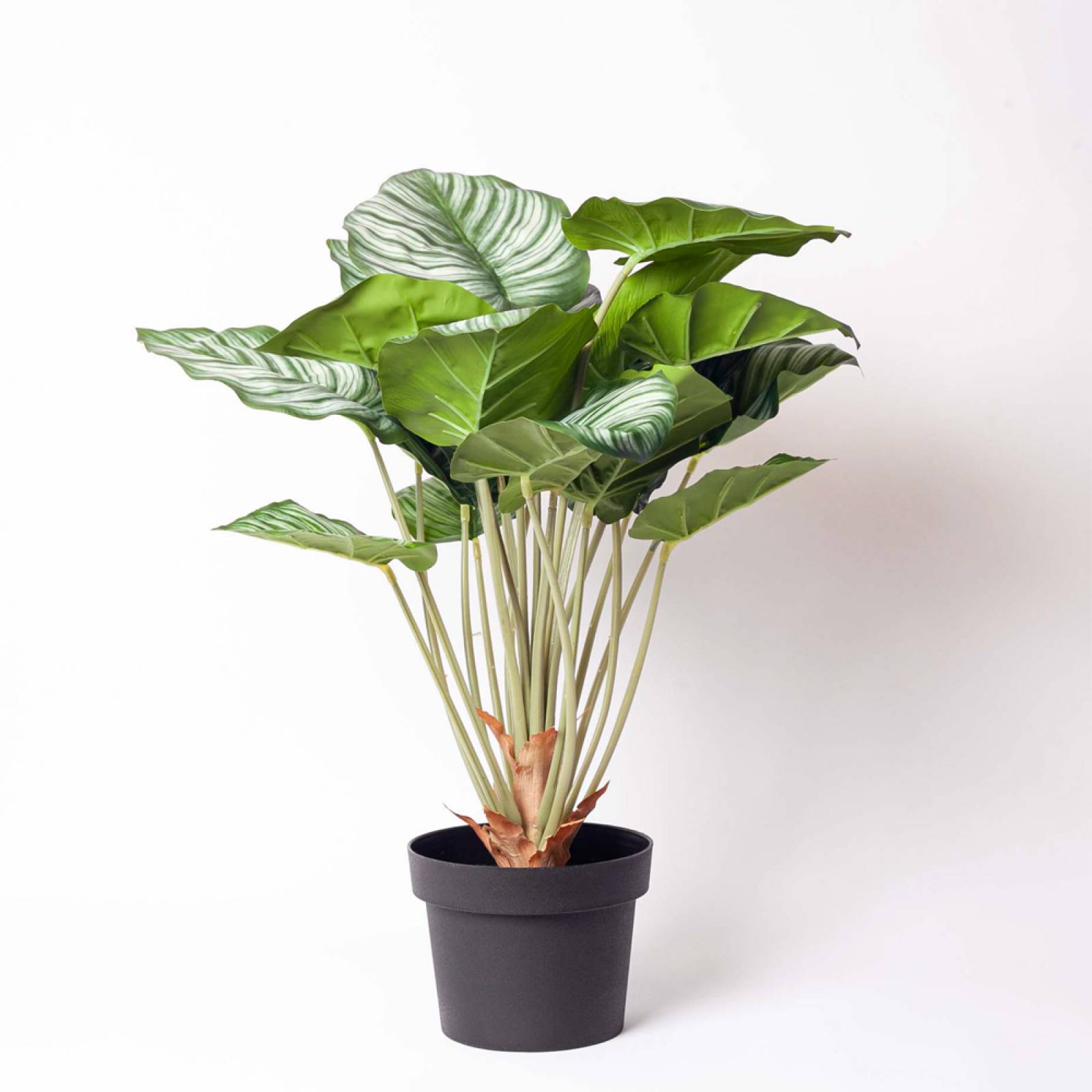 Faux Green Calathea Peacock Plant In Pot