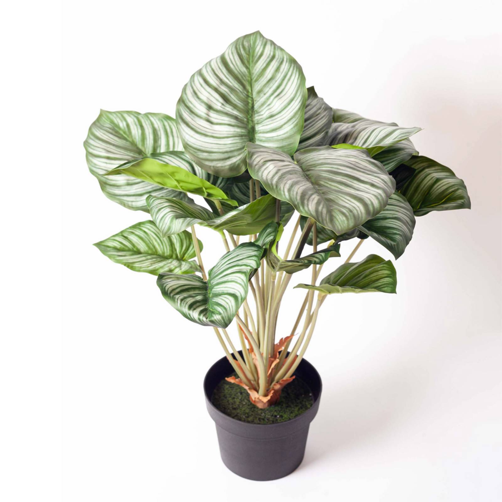 Faux Green Calathea Peacock Plant In Pot thumbnails