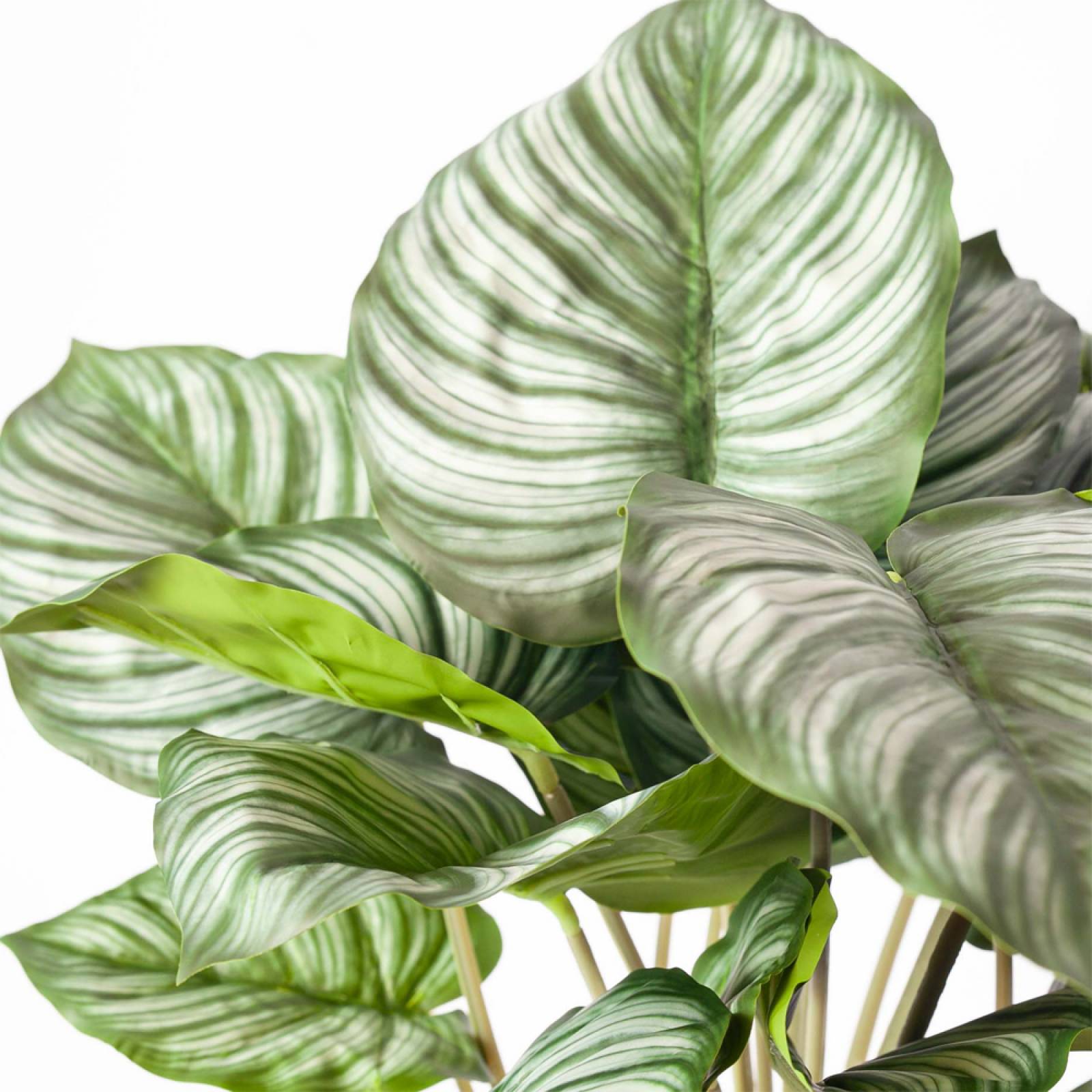 Faux Green Calathea Peacock Plant In Pot thumbnails