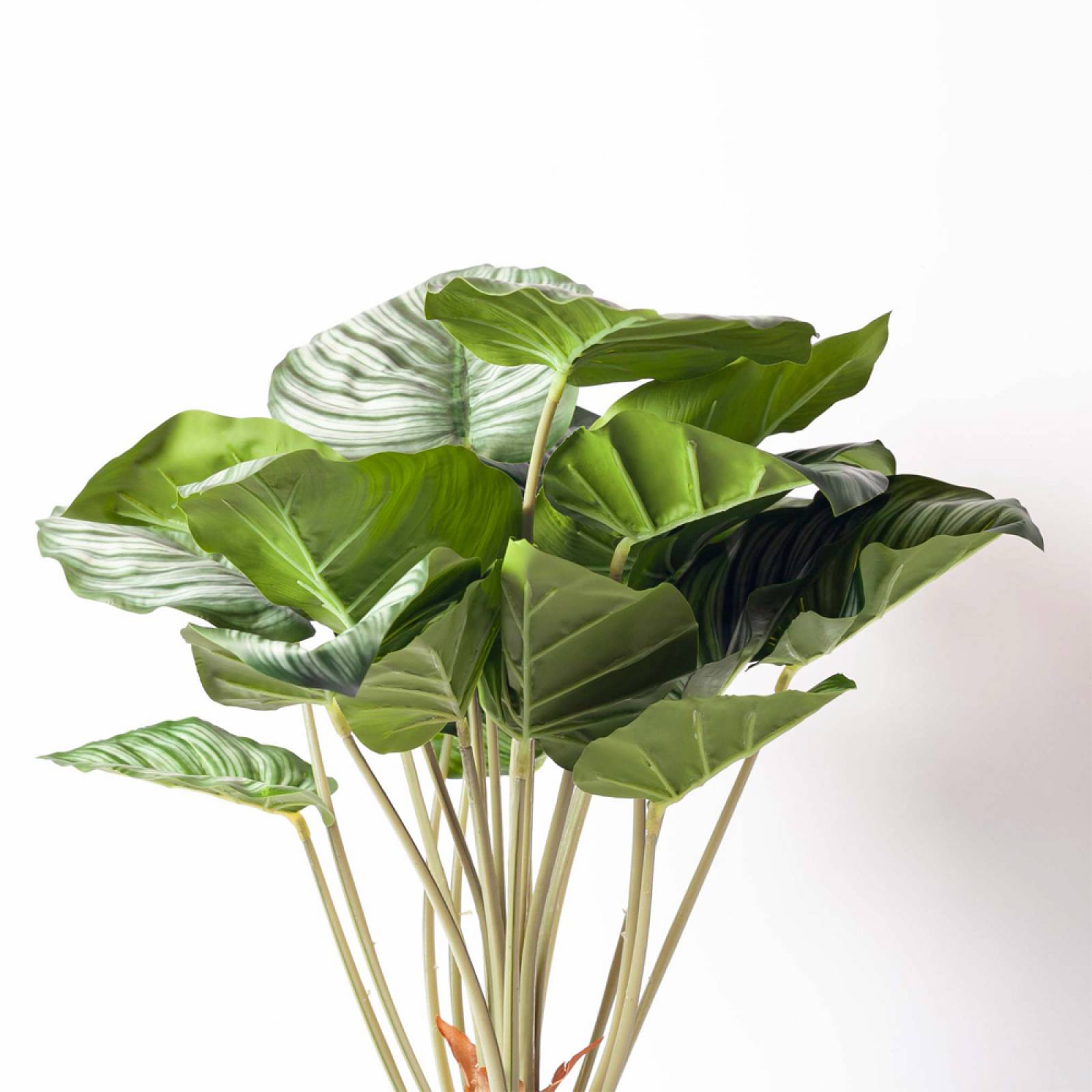 Faux Green Calathea Peacock Plant In Pot thumbnails