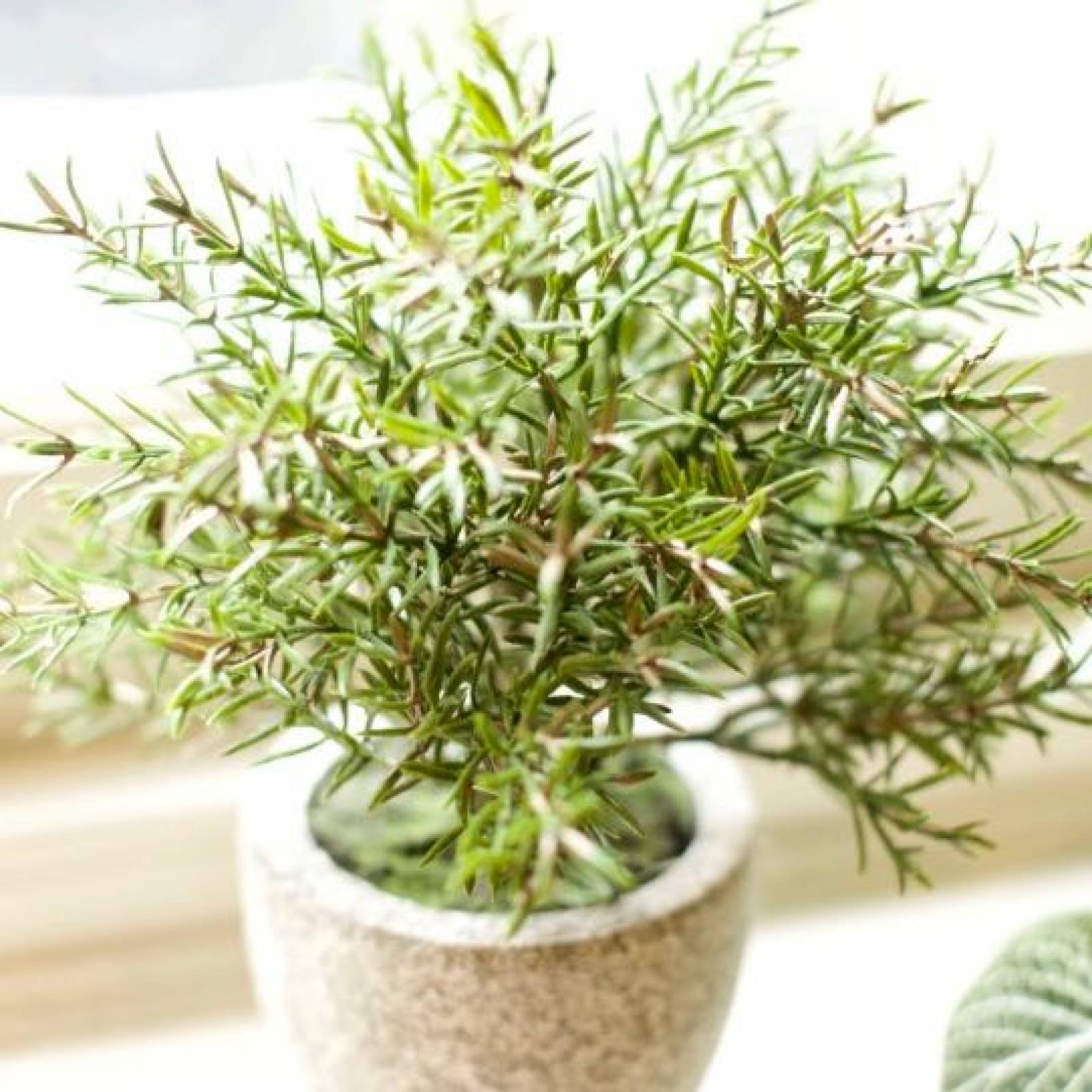 Faux Rosemary Bush Plant In Clay Pot H:21cm thumbnails