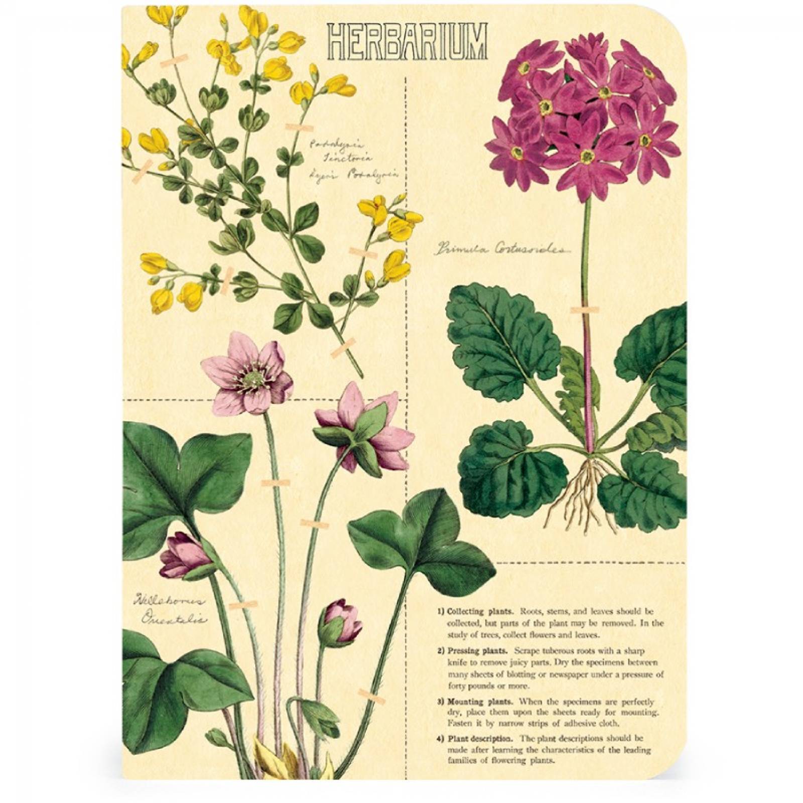 Herbarium - Set Of 3 Mini Notebooks By Cavallini thumbnails