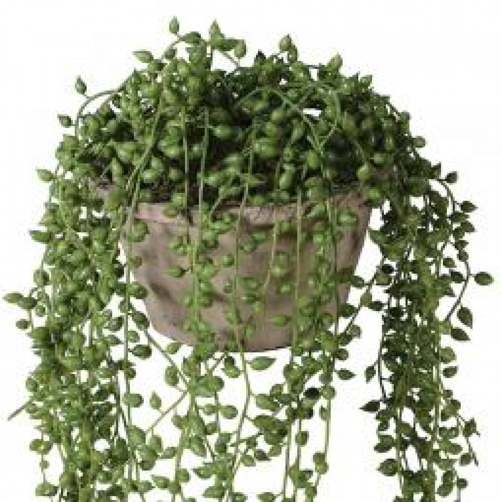 String of Pearl Artificial Plant in Cement Pot thumbnails
