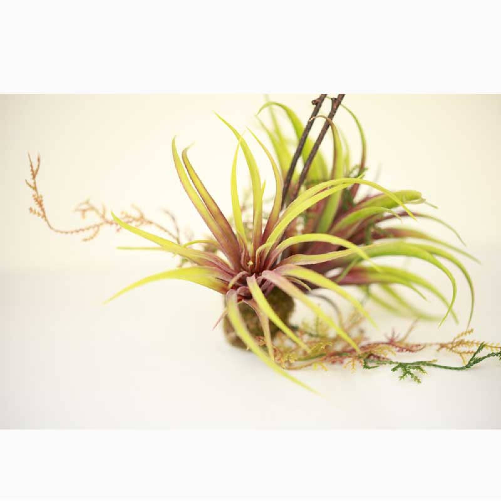 Mixed Tillandsia Faux Hanging Plants thumbnails