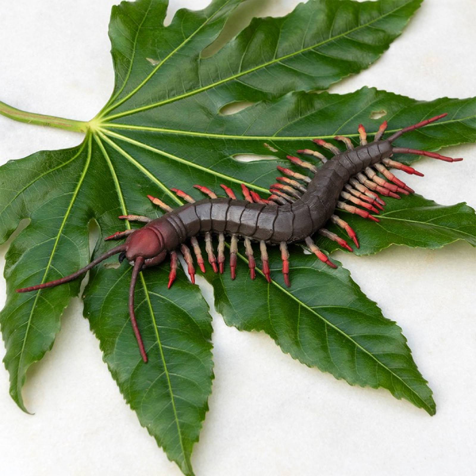 Realistic Centipede Insect Toy 3+ thumbnails