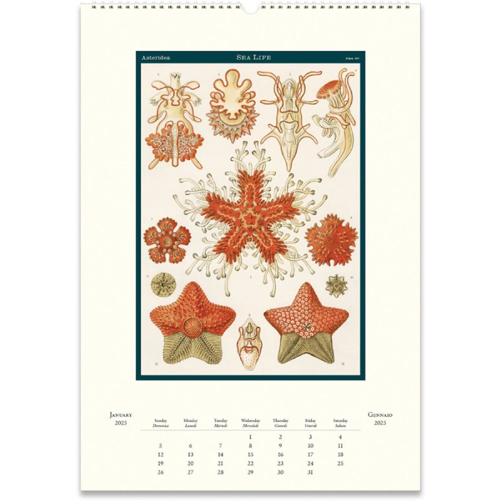 Sea Life Wall Calendar by Cavallini 2025 thumbnails