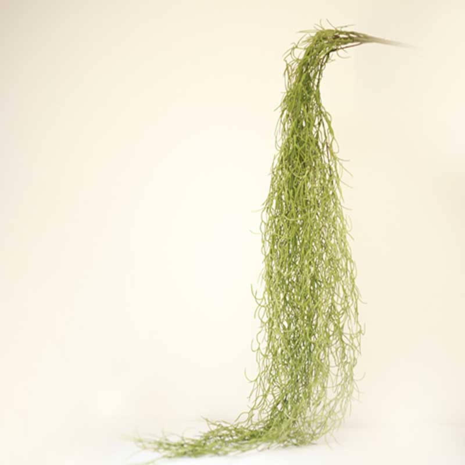 Primrue 2.25'' Faux Moss Plant