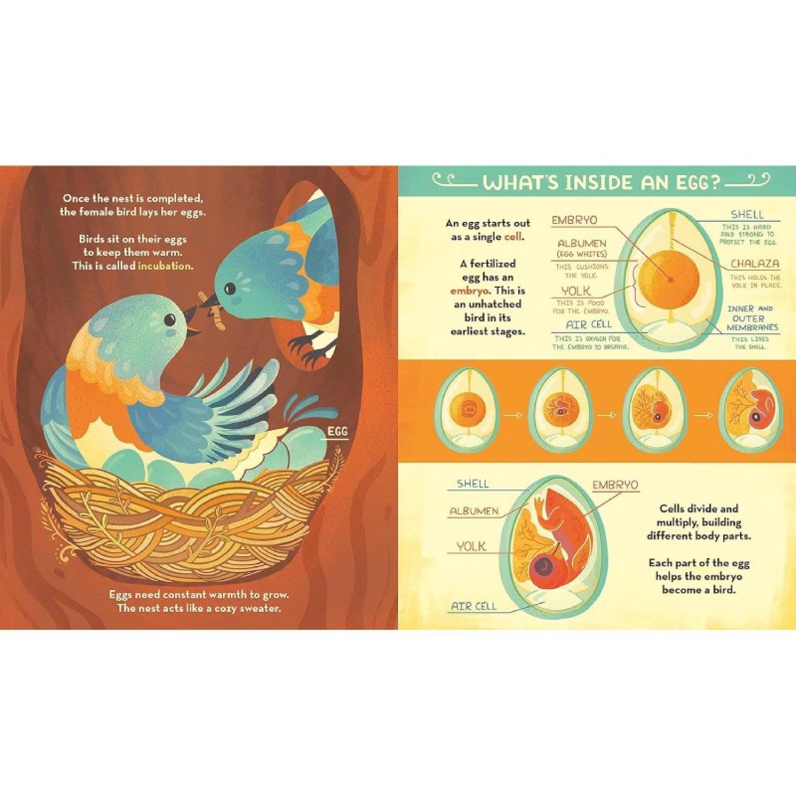 What's Inside A Bird's Nest - Hardback Book thumbnails
