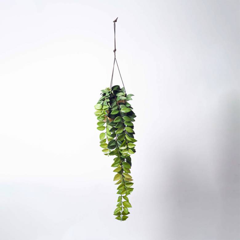 Atsu Large Brass Hanging Planter 12.5x14cm