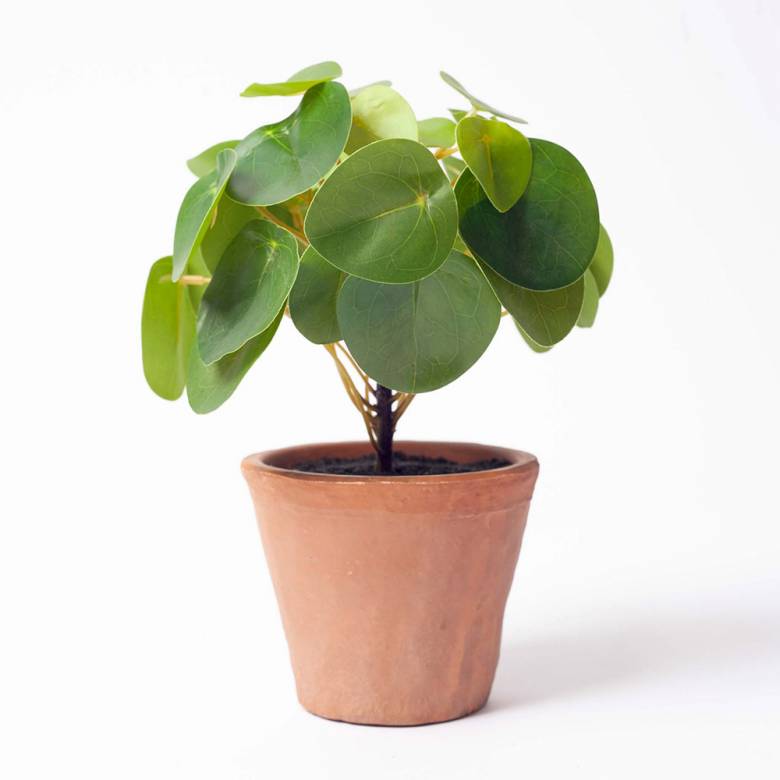 Faux Money Plant In Terracotta Pot H:23cm