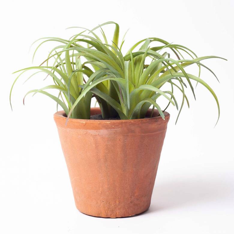 Faux Spider Succulent Plant In Terracotta Pot H:15cm