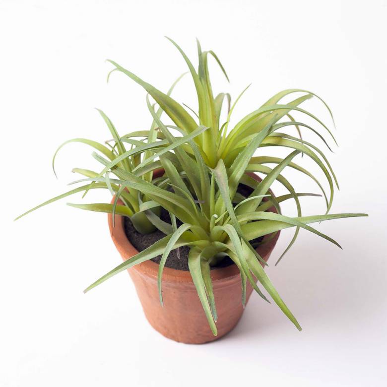 Faux Spider Succulent Plant In Terracotta Pot H:15cm
