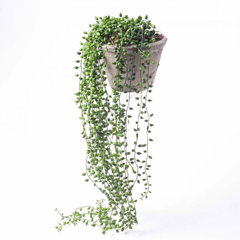 Faux String of Pearl Artificial Plant in Cement Pot