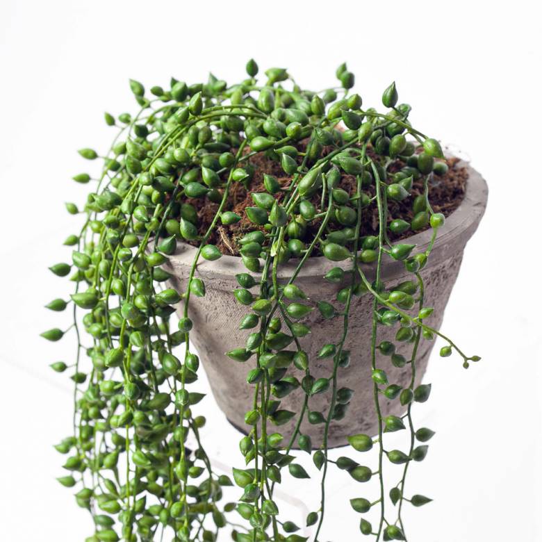 Faux String of Pearl Artificial Plant in Cement Pot