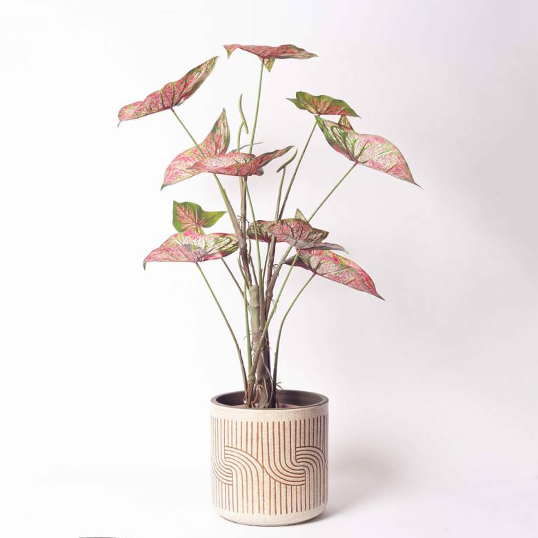 Graphic Flowerpot In Terracotta & White H:20.5cm