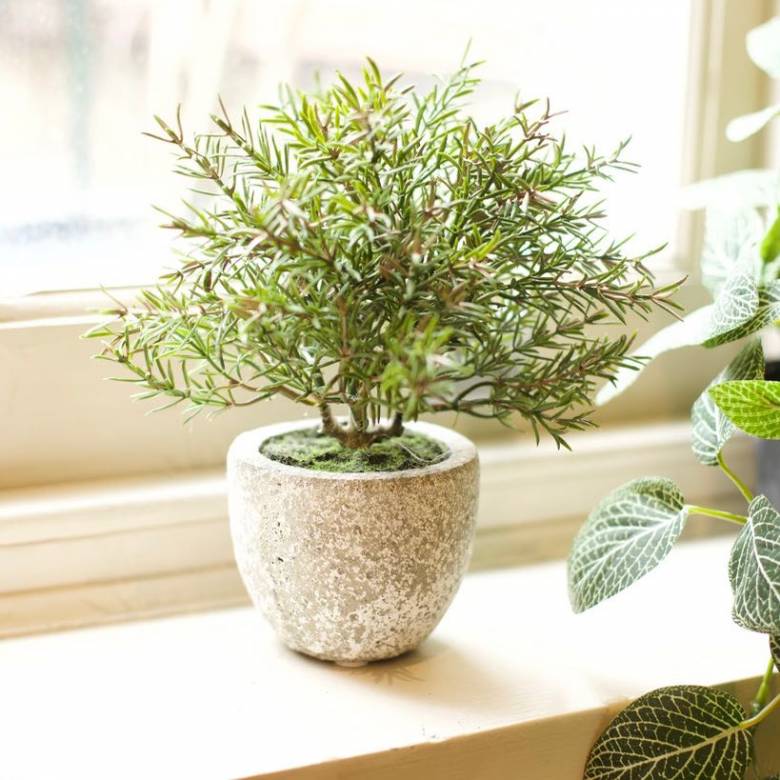 Faux Rosemary Bush Plant In Clay Pot H:21cm