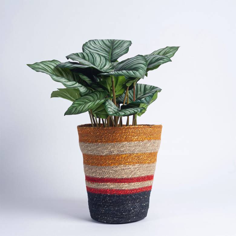 Seagrass Waste Paper Basket in Tuscan & Guardsman