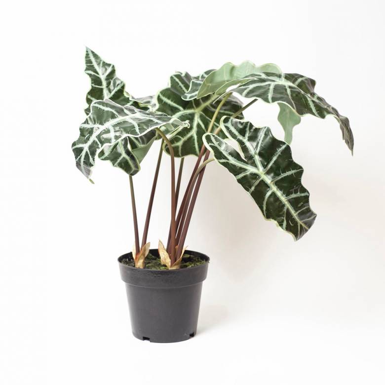 Faux Alocasia Plant In Black Pot H: 55cm