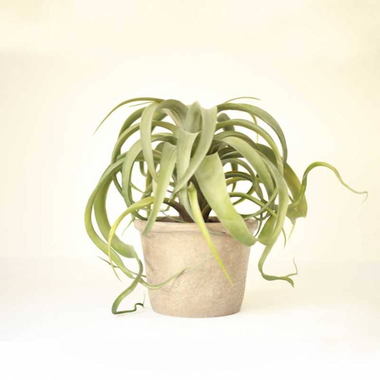 Faux Tillandsia Plant In Pot