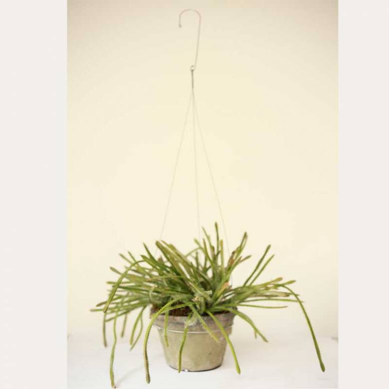 Hanging Faux Succulent Plant In Pot