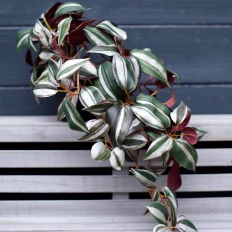 Faux Wandering Trailing Plant WIth Green & Purple Leaves H:24cm