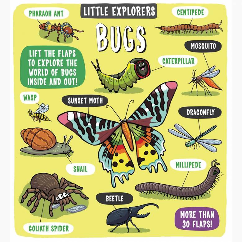 Little Explorers: Bugs - Hardback Book