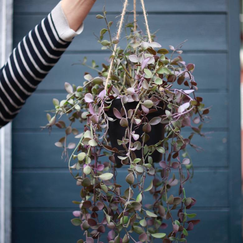 Faux Hanging Trailing Dischidia Plant In Pot