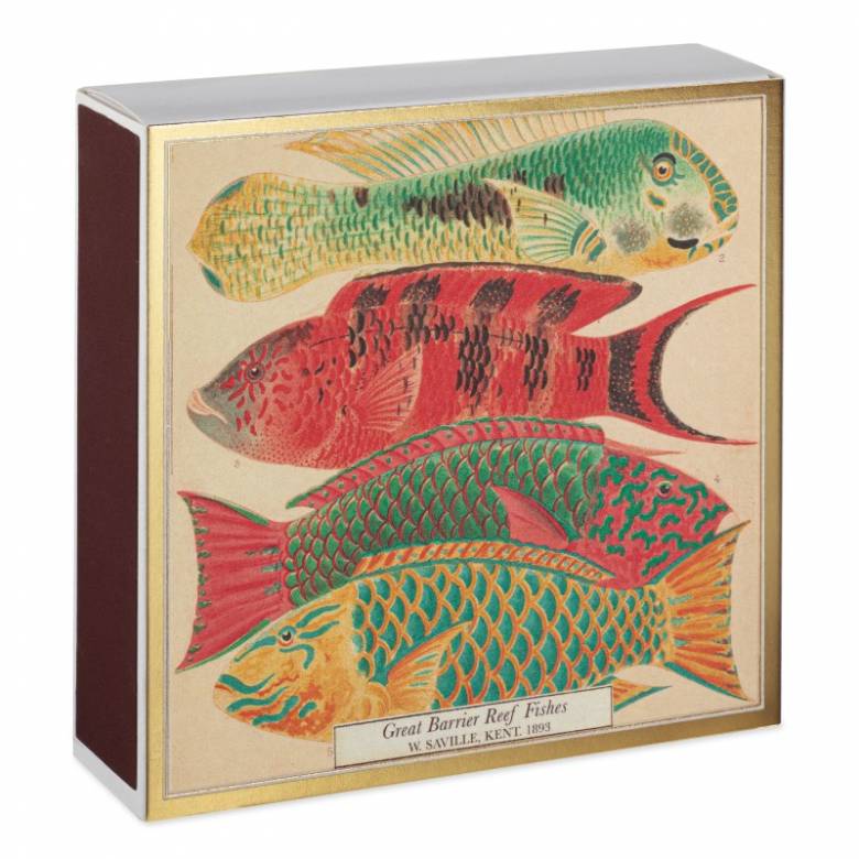 Natural History Museum Fish - Square Box Of Safety Matches