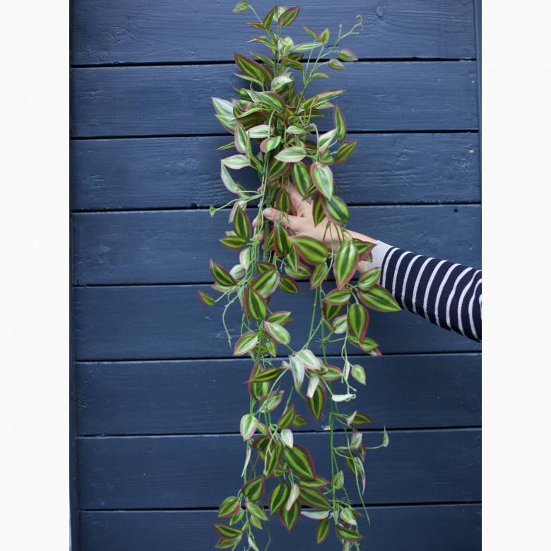 Faux Green And Pink Tradescantia Hanging Plant