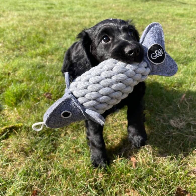 Roger The Ropefish Eco Dog Toy