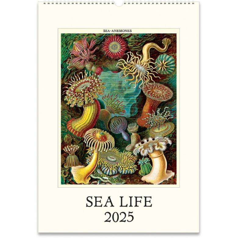 Sea Life Wall Calendar by Cavallini 2025