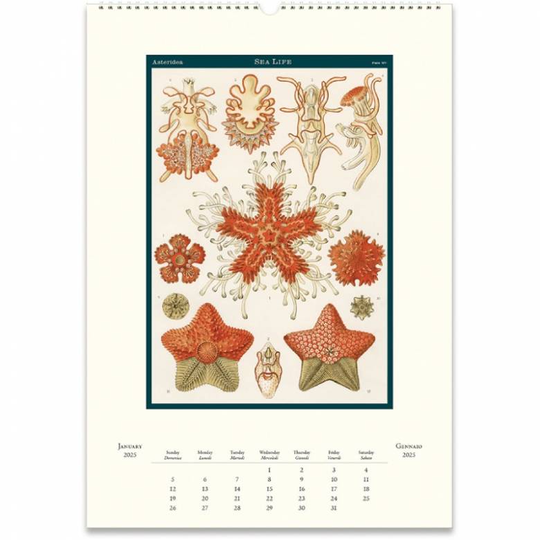 Sea Life Wall Calendar by Cavallini 2025