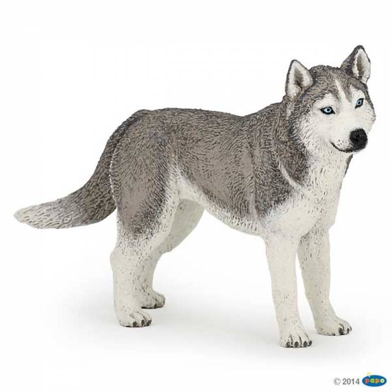 Siberian Husky Dog PAPO ANIMAL
