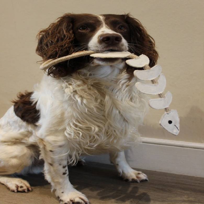 Thin Lizzy Fish Bone Eco Dog Toy