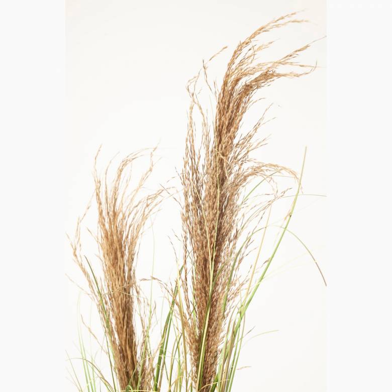 Faux Wheat Plant With Onion Grass In Black Pot H:90cm