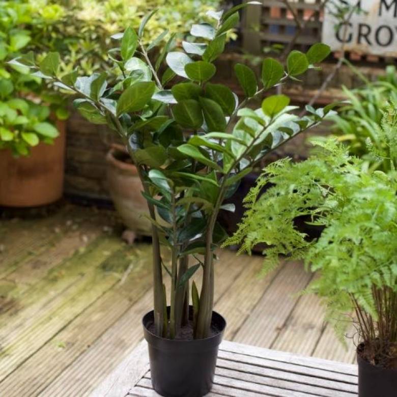 Faux Zamioculcus Plant In Pot H:89cm